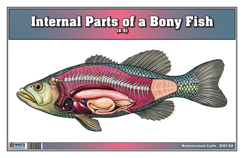 Internal Parts of a Bony Fish Nomenclature Cards (6-9) (Printed)