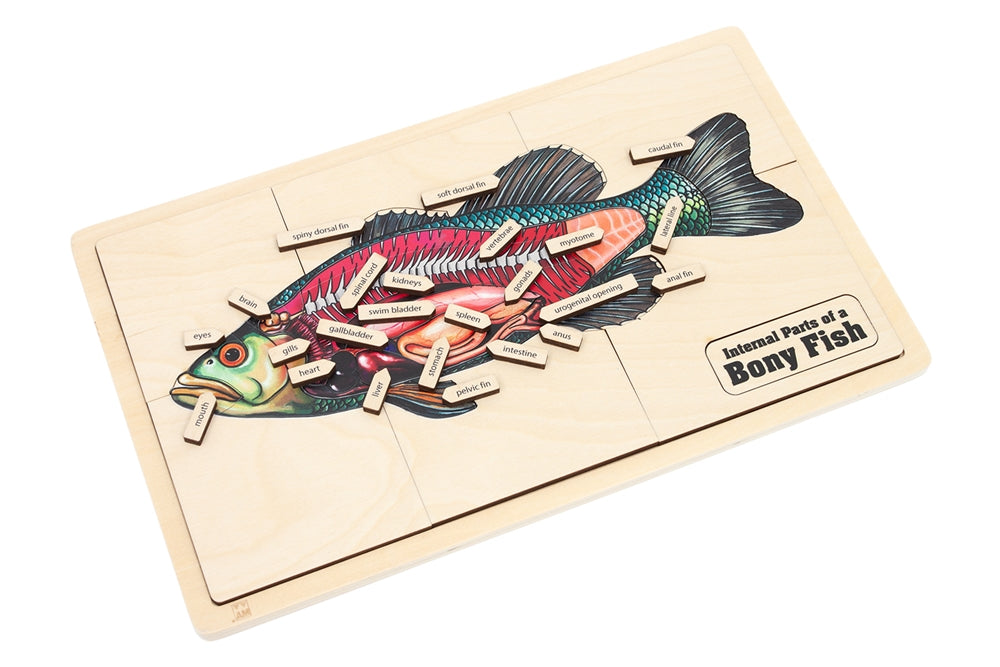 Internal Parts of a Bony Fish Puzzle with Nomenclature Cards (3-6) (Printed)