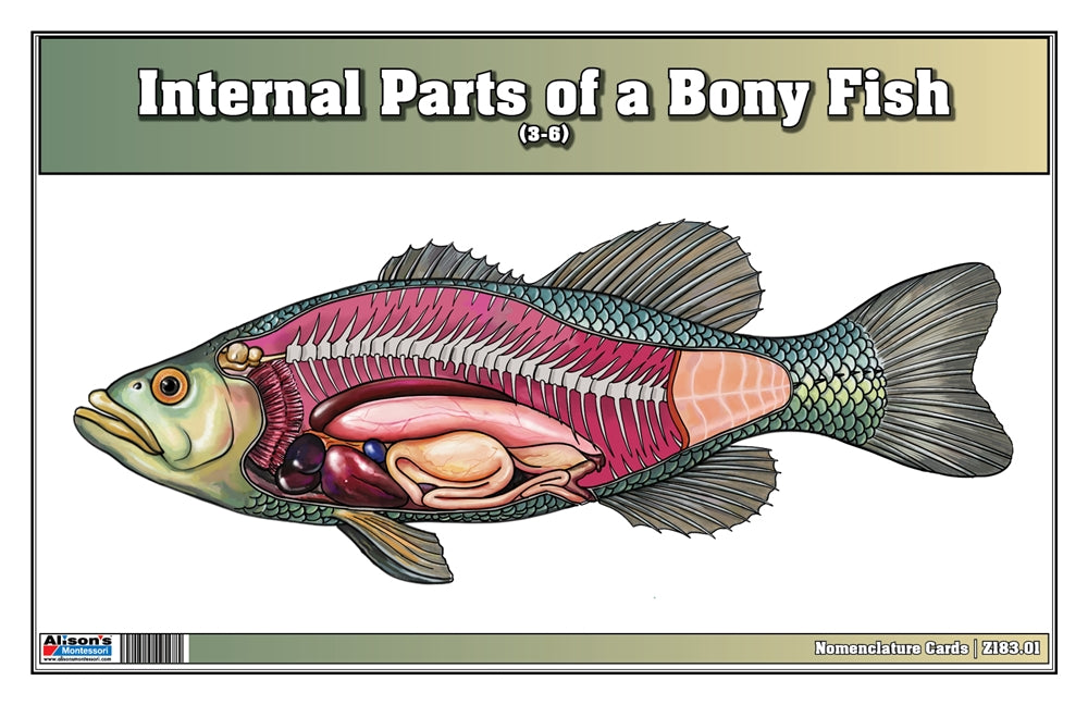 Internal Parts of a Bony Fish Puzzle with Nomenclature Cards (3-6) (Printed)