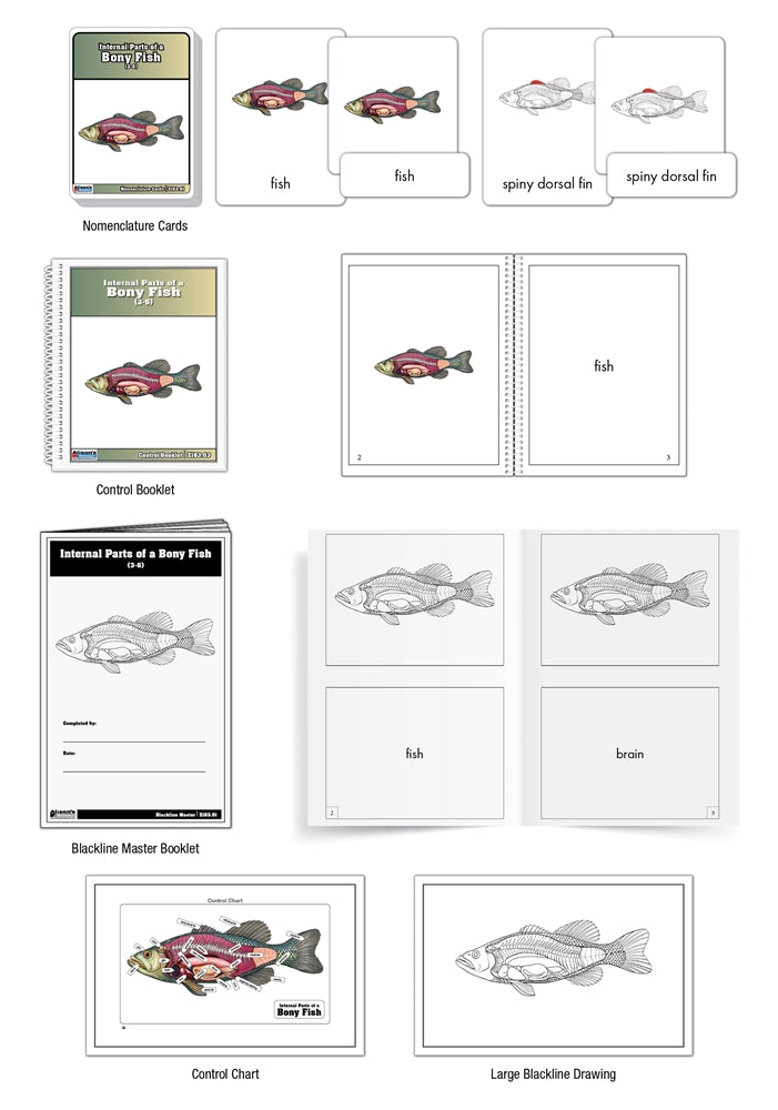 Internal Parts of a Bony Fish Puzzle with Nomenclature Cards (3-6) (Printed)