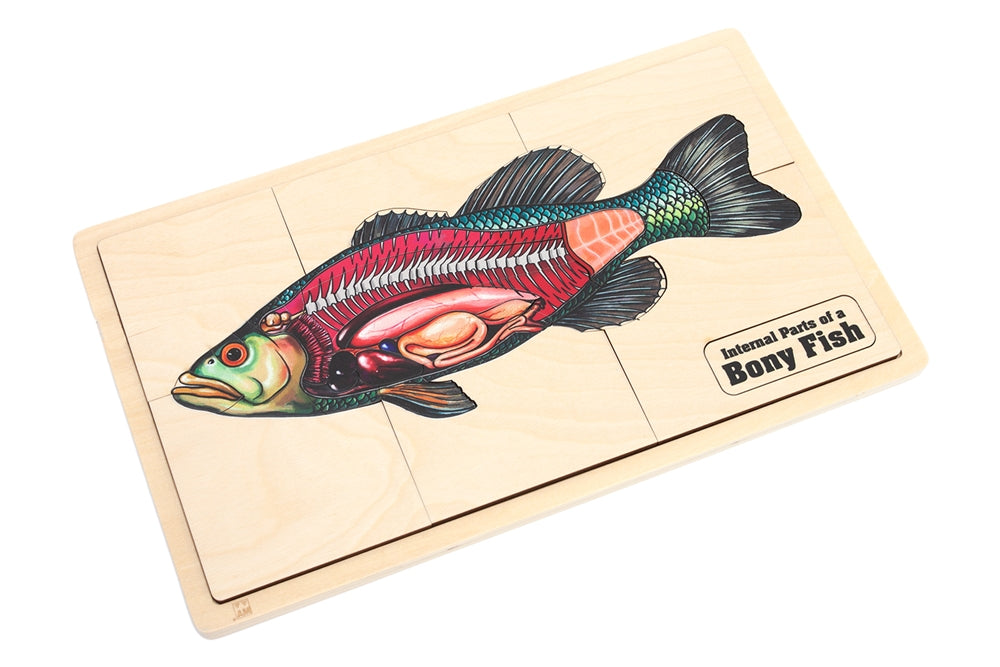 Internal Parts of a Bony Fish Puzzle with Nomenclature Cards (6-9) (Printed)