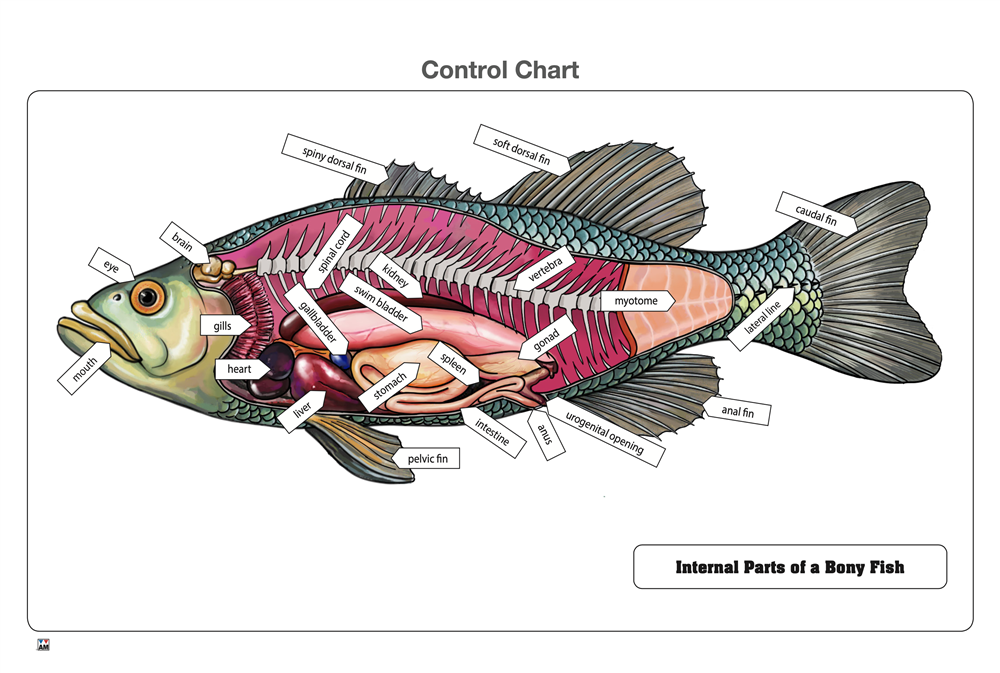 Internal Parts of a Bony Fish Puzzle with Nomenclature Cards (6-9) (Printed)