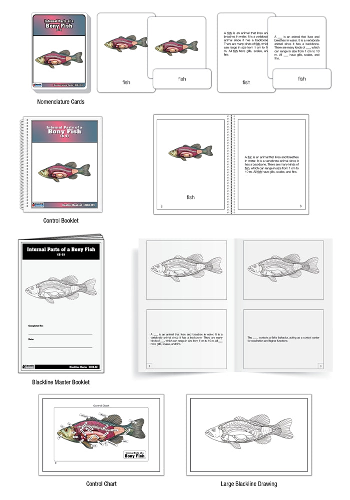 Internal Parts of a Bony Fish Puzzle with Nomenclature Cards (6-9) (Printed)