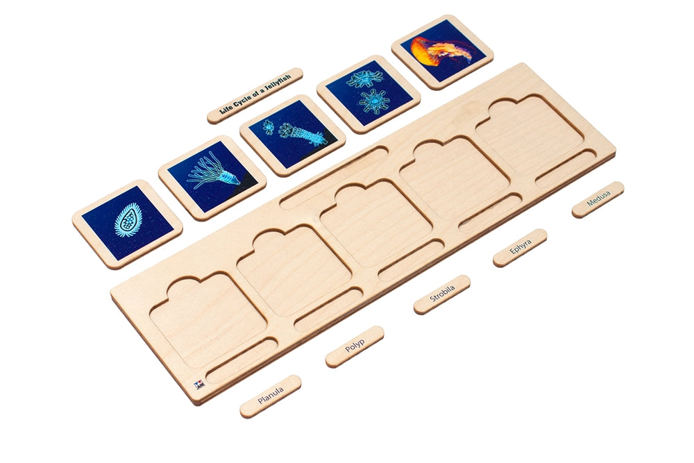 Life Cycle Puzzle: Jellyfish