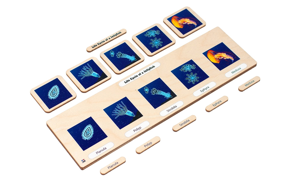 Life Cycle Puzzle: Jellyfish
