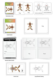 Internal Parts of a Frog Nomenclature Cards (3-6) (Printed)