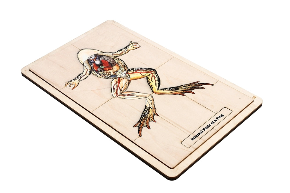 Internal Parts of a Frog Puzzle with Nomenclature Cards (3-6) (Printed)