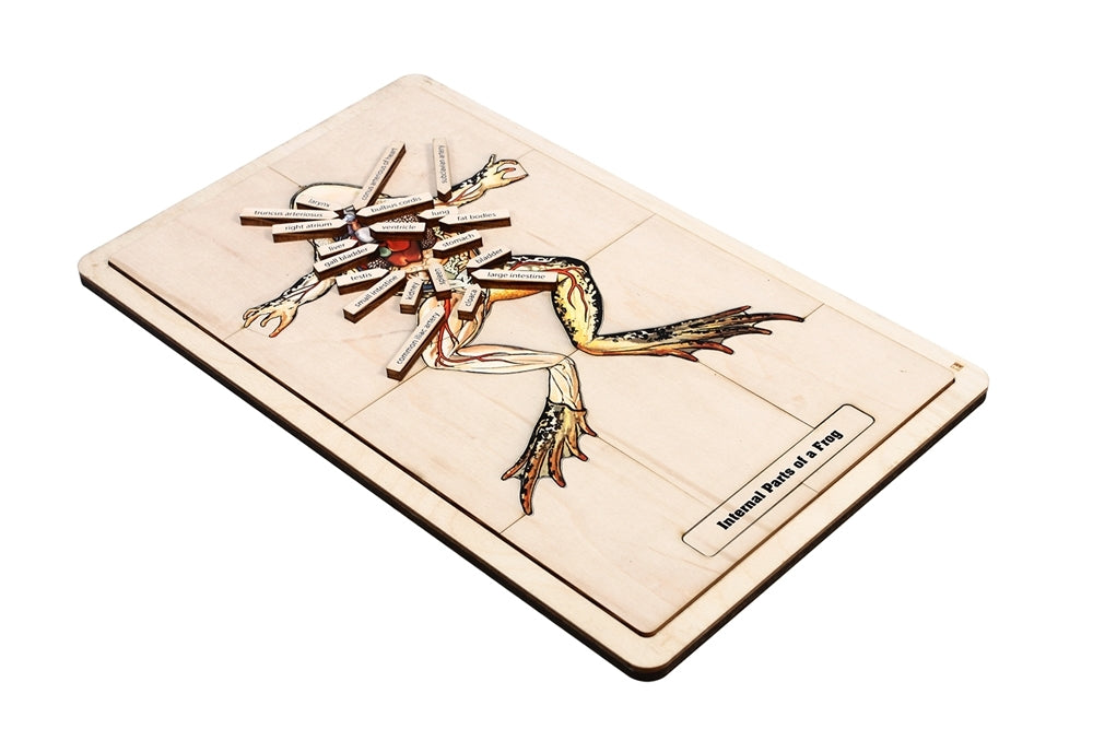 Internal Parts of a Frog Puzzle with Nomenclature Cards (3-6) (Printed)