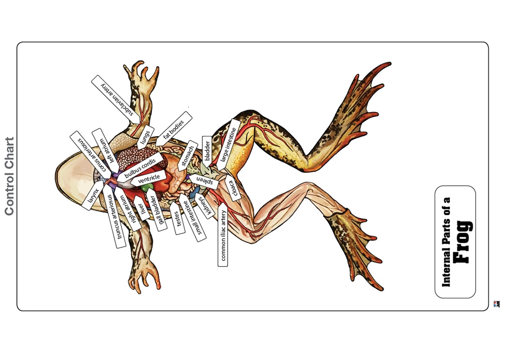 Internal Parts of a Frog Puzzle with Nomenclature Cards (3-6) (Printed)