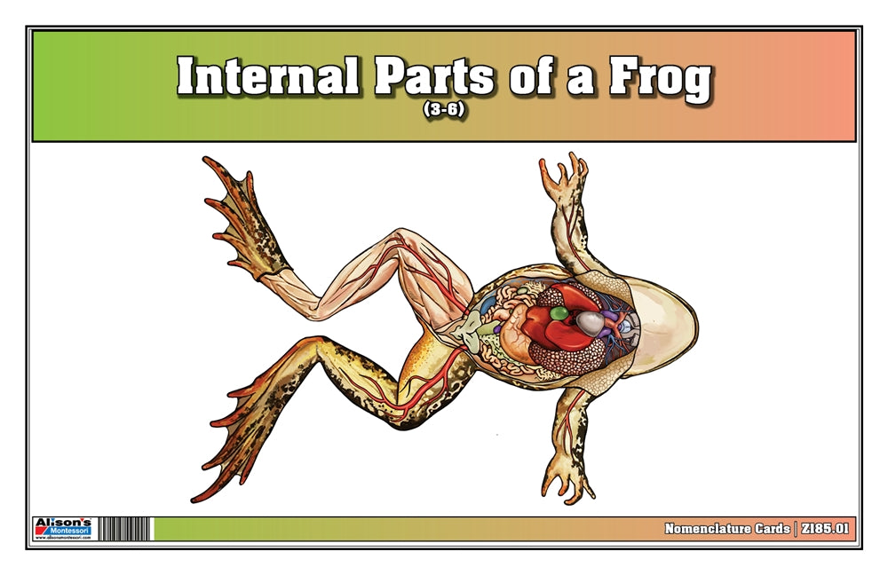 Internal Parts of a Frog Puzzle with Nomenclature Cards (3-6) (Printed)