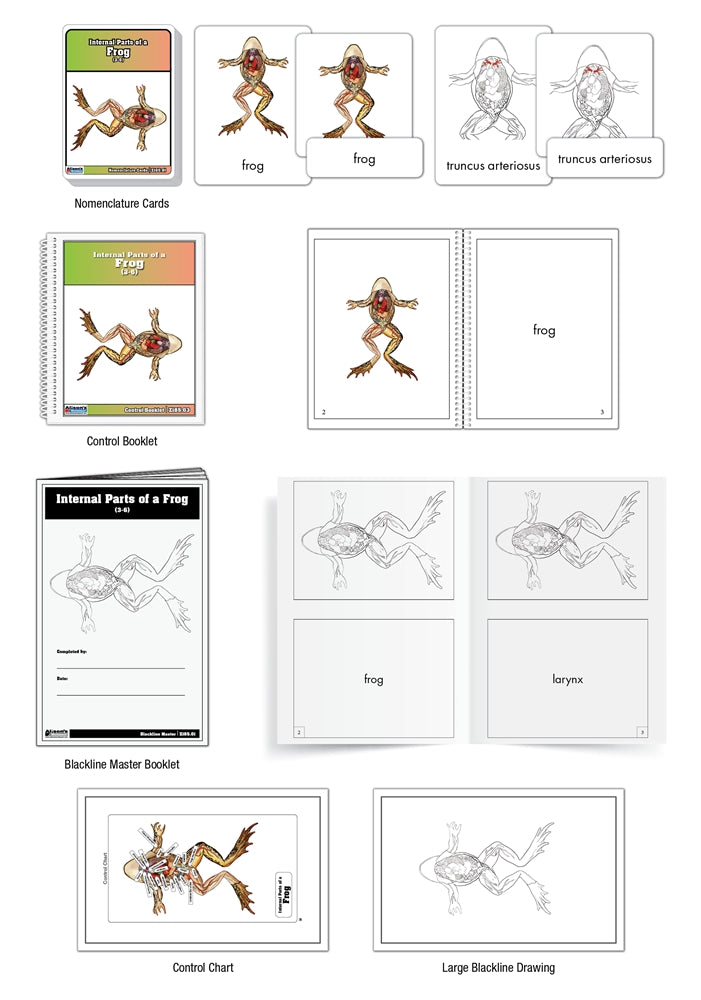 Internal Parts of a Frog Puzzle with Nomenclature Cards (3-6) (Printed)