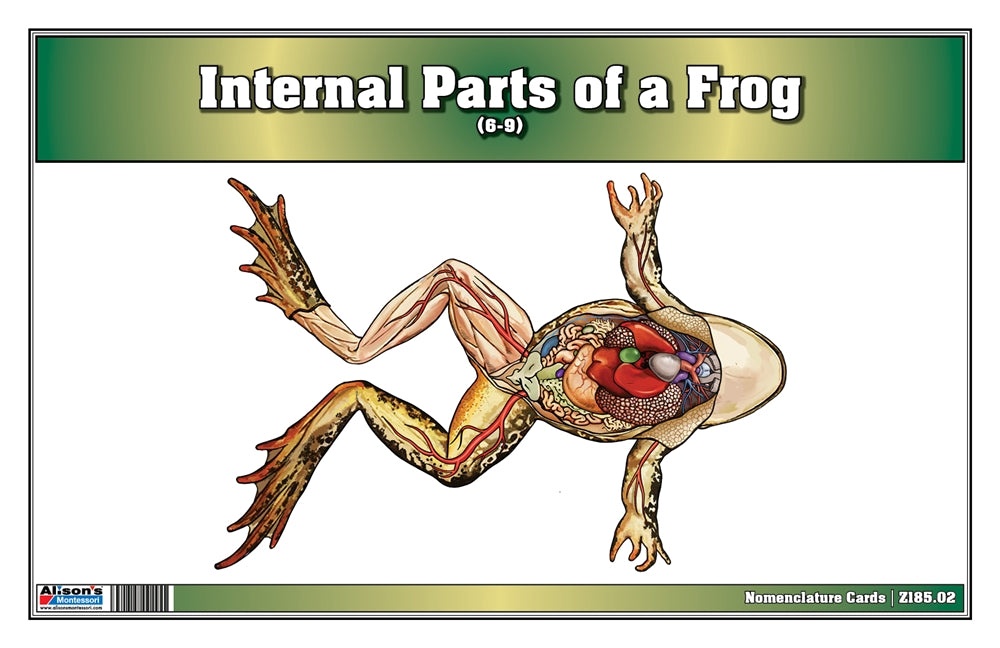 Internal Parts of a Frog Puzzle with Nomenclature Cards (6-9) (Printed)
