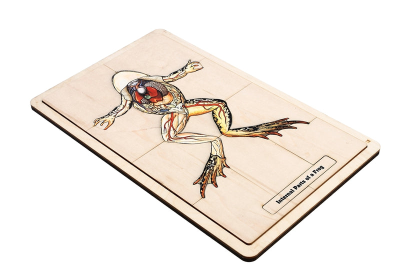 Internal Parts of a Frog Puzzle