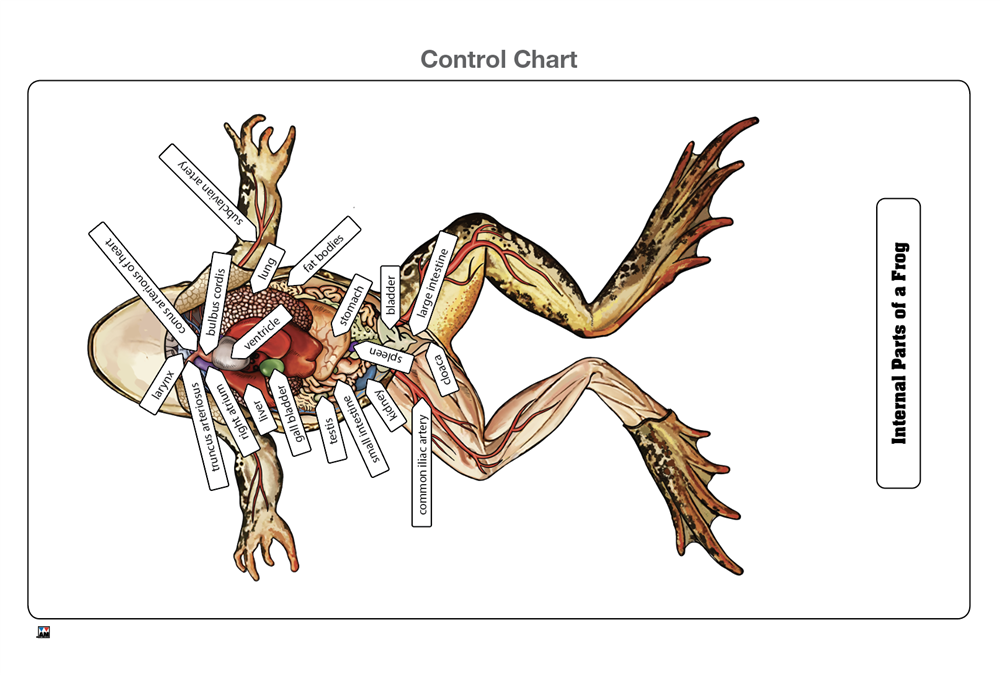 Internal Parts of a Frog Puzzle