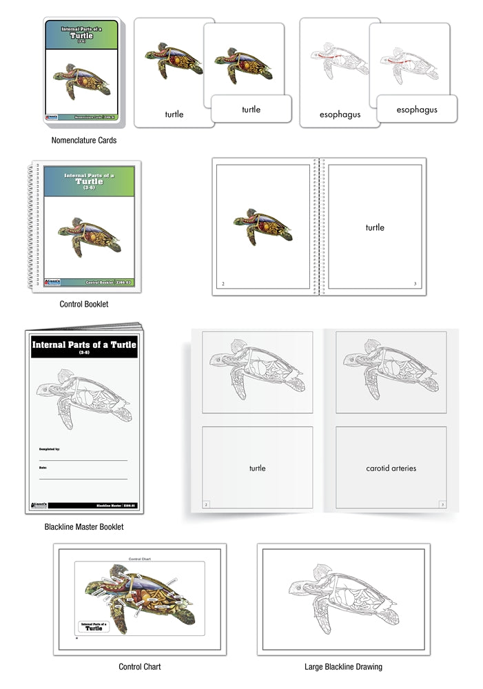 Internal Parts of a Turtle Nomenclature Cards 3-6) (Printed)