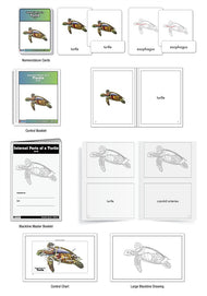 Internal Parts of a Turtle Nomenclature Cards 3-6) (Printed)