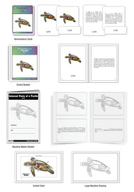 Internal Parts of a Turtle Nomenclature Cards (6-9) (Printed)
