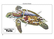Internal Parts of a Turtle Puzzle with Nomenclature Cards 3-6) (Printed)