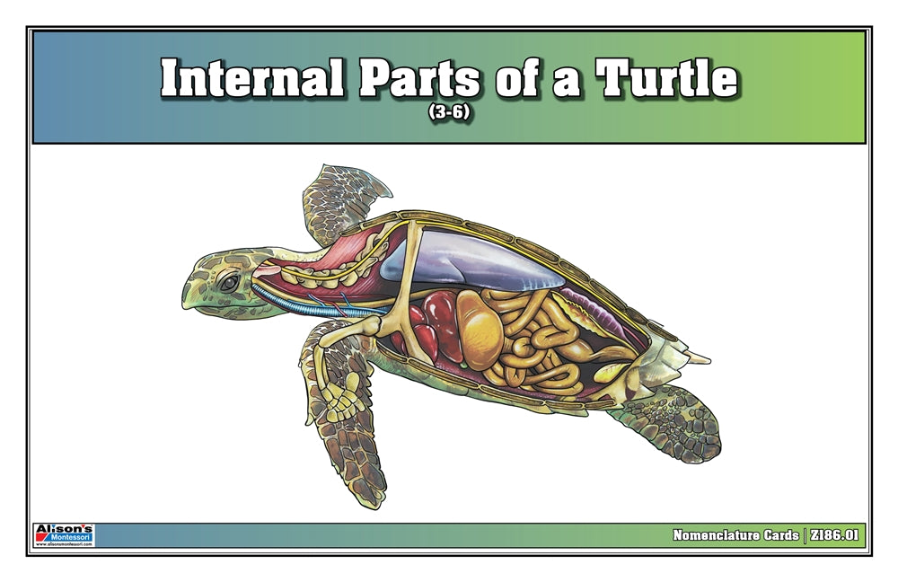 Internal Parts of a Turtle Puzzle with Nomenclature Cards 3-6) (Printed)