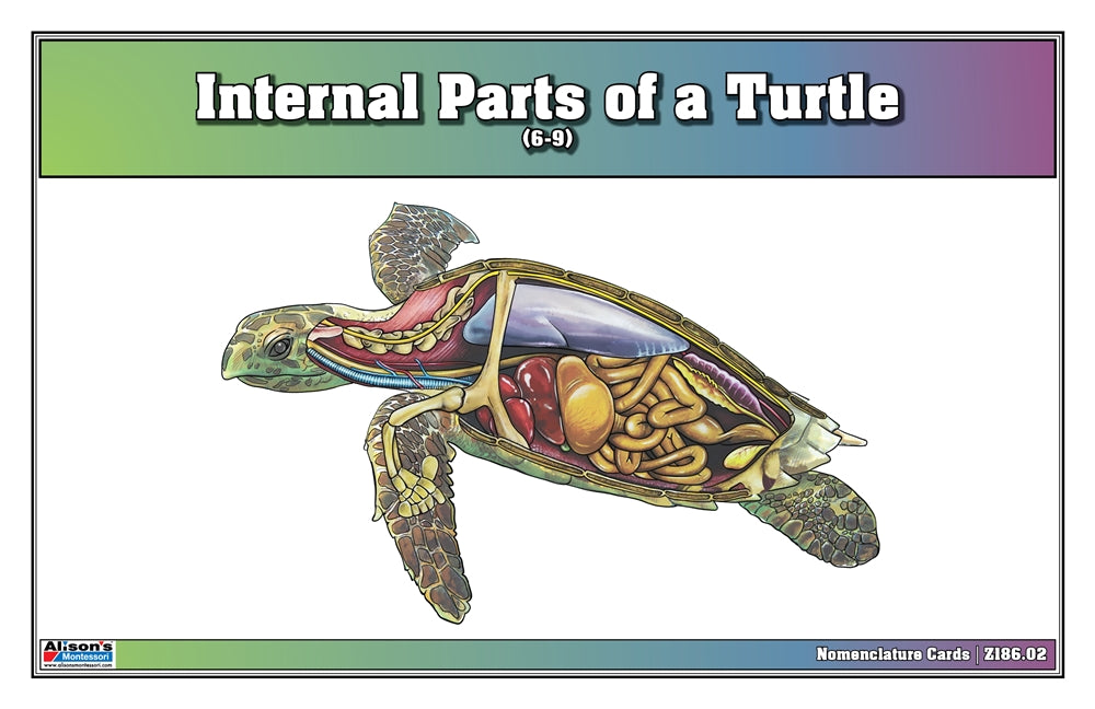 Internal Parts of a Turtle Puzzle with Nomenclature Cards (6-9) (Printed)