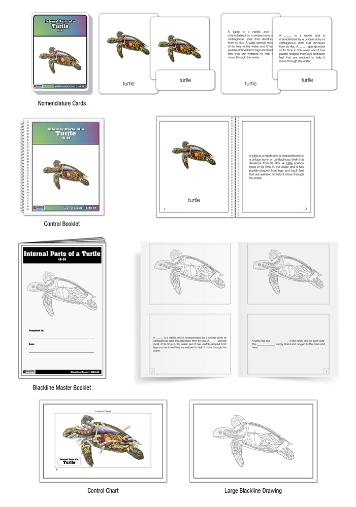 Internal Parts of a Turtle Puzzle with Nomenclature Cards (6-9) (Printed)