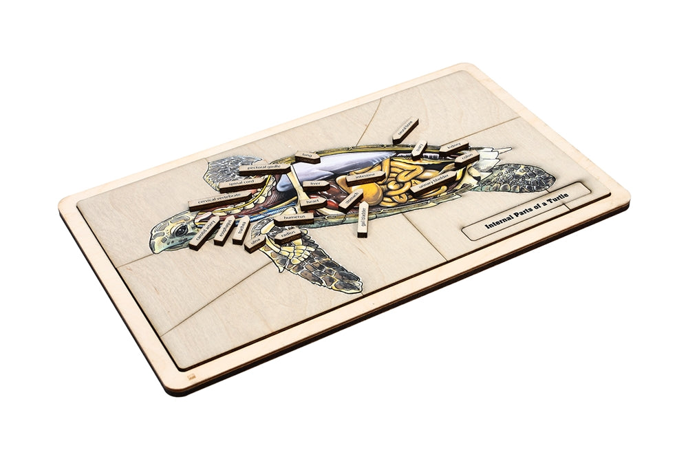 Internal Parts of a Turtle Puzzle
