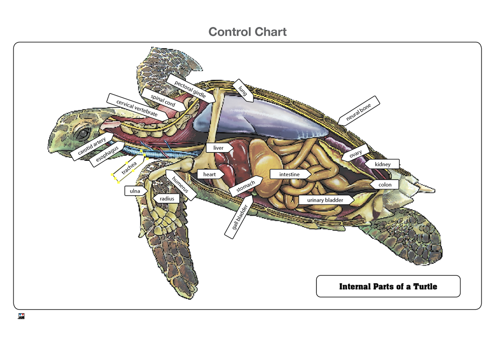 Internal Parts of a Turtle Puzzle