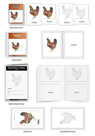 Internal Parts of a Chicken Nomenclature Cards (3-6) (Printed)