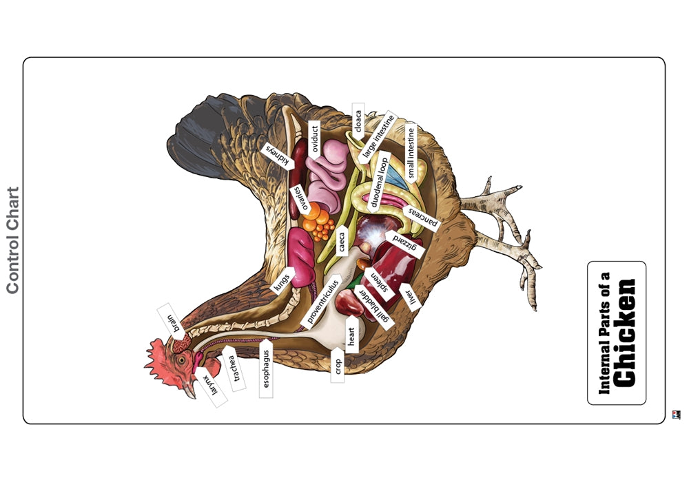 Internal Parts of a Chicken Puzzle with Nomenclature Cards (3-6) (Printed)
