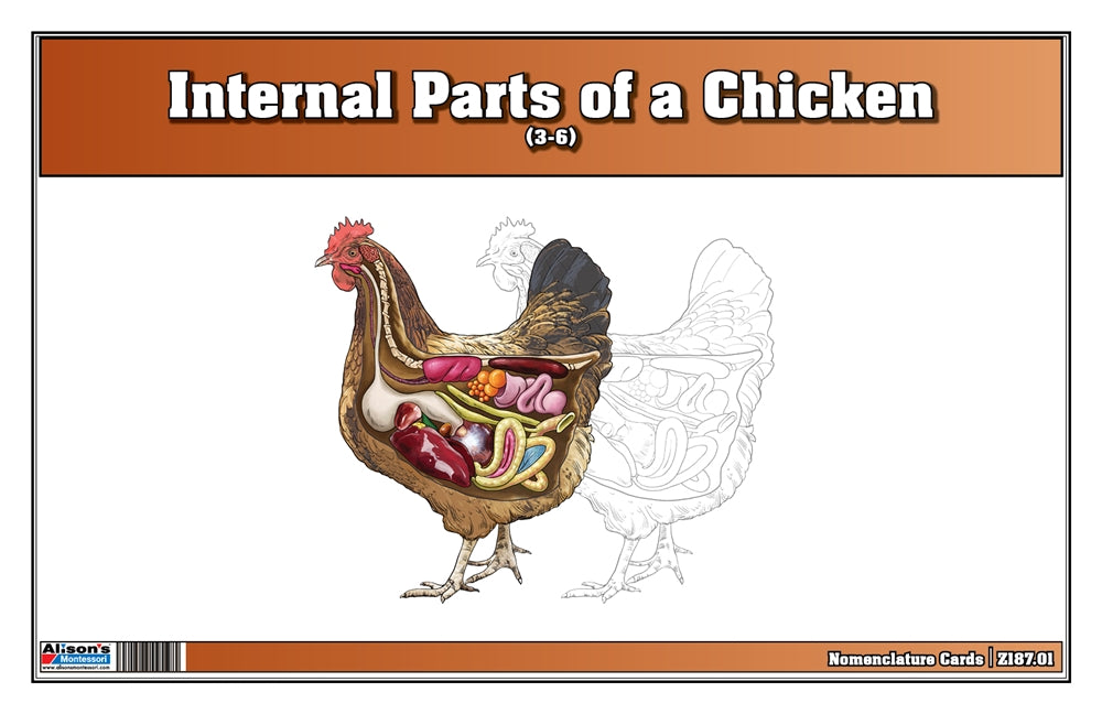 Internal Parts of a Chicken Puzzle with Nomenclature Cards (3-6) (Printed)