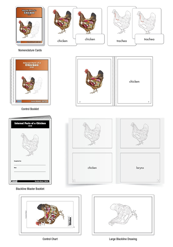 Internal Parts of a Chicken Puzzle with Nomenclature Cards (3-6) (Printed)