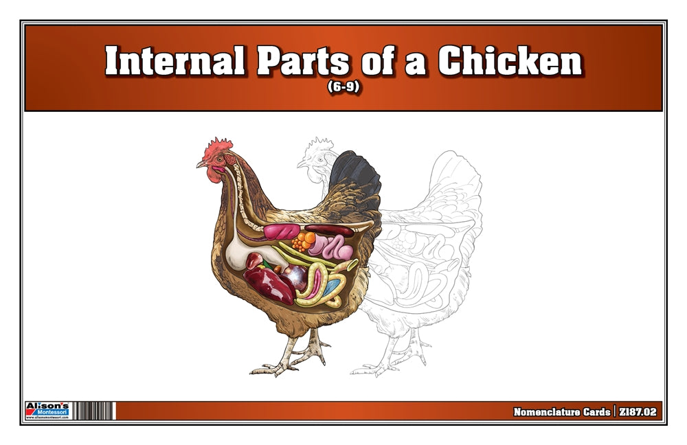 Internal Parts of a Chicken Puzzle with Nomenclature Cards (6-9) (Printed)
