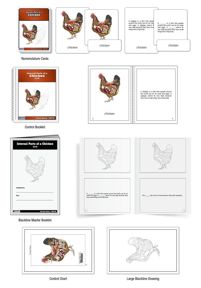 Internal Parts of a Chicken Puzzle with Nomenclature Cards (6-9) (Printed)