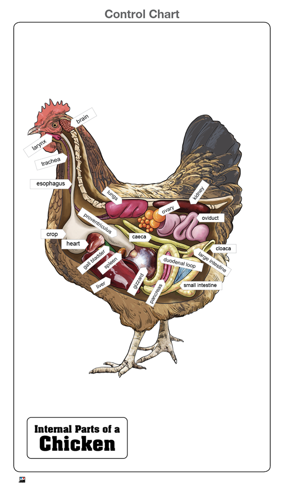 Internal Parts of a Chicken Puzzle