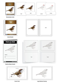 Parts of a Bird Nomenclature Cards (3-6) (Printed)