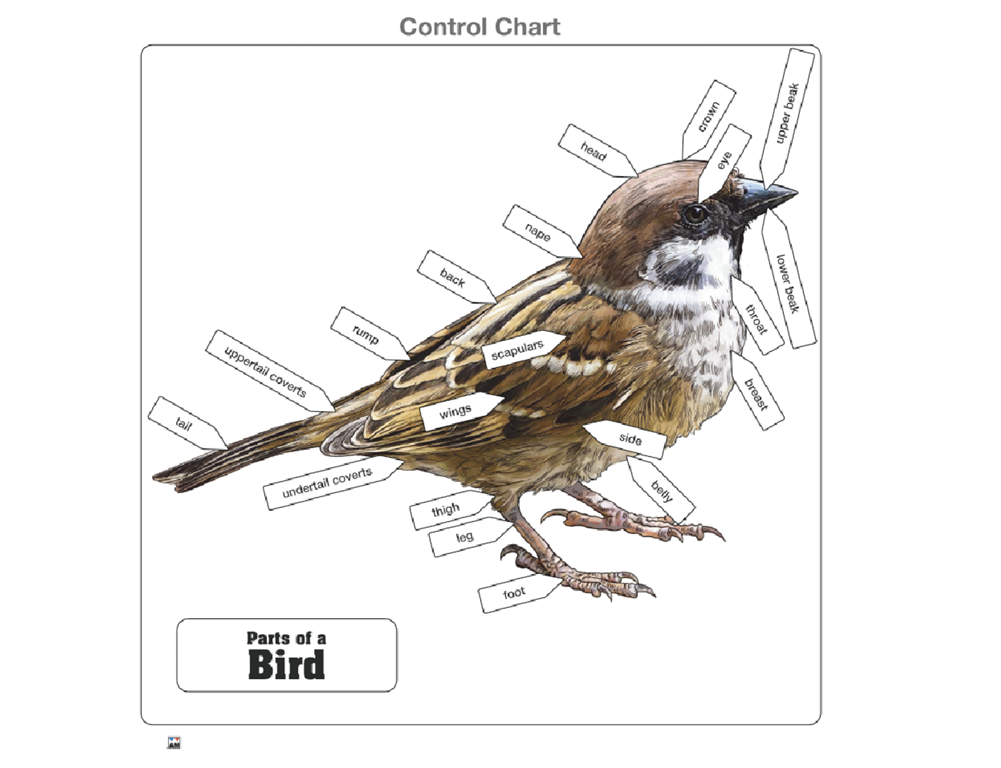 Parts of a Bird Puzzle with Nomenclature Cards (3-6)