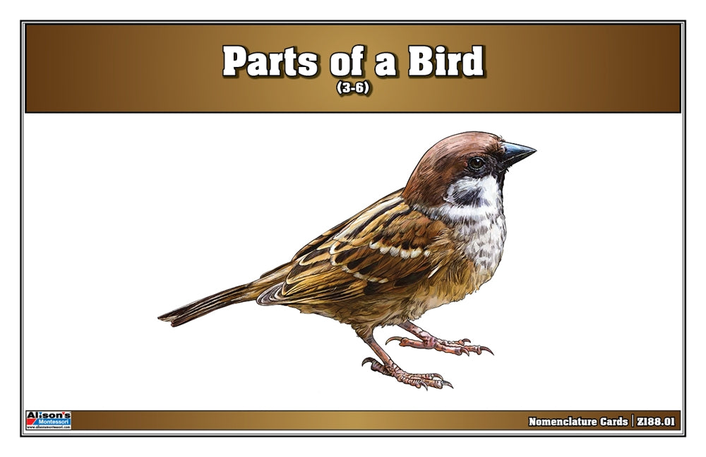 Parts of a Bird Puzzle with Nomenclature Cards (3-6)