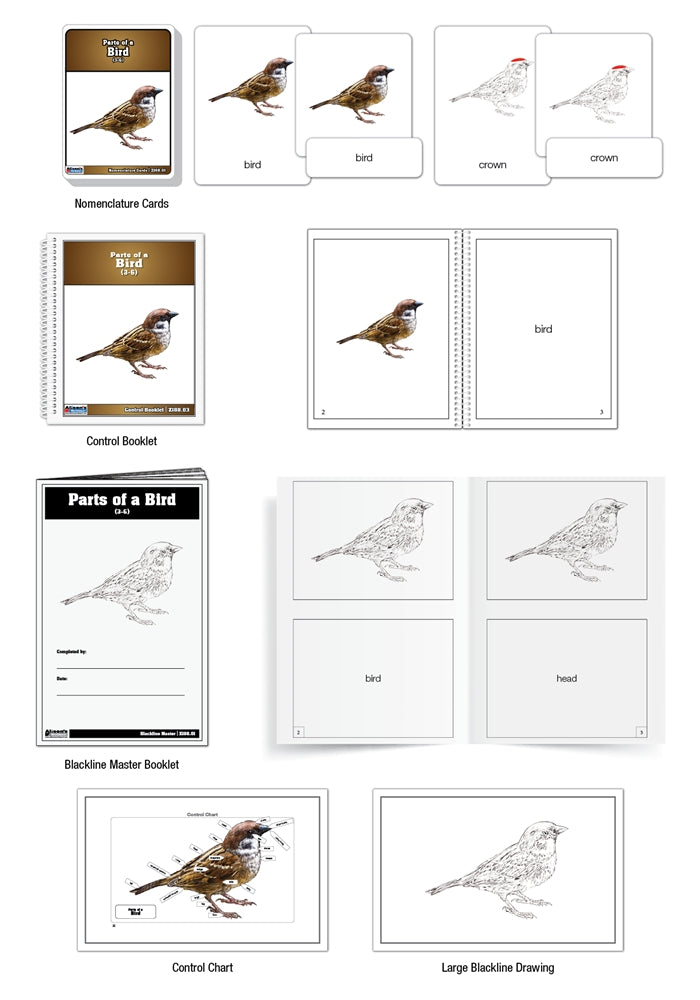 Parts of a Bird Puzzle with Nomenclature Cards (3-6)