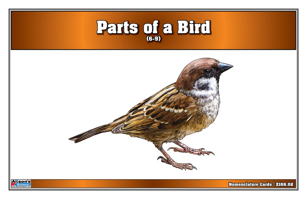 Parts of a Bird Puzzle with Nomenclature Cards (6-9)