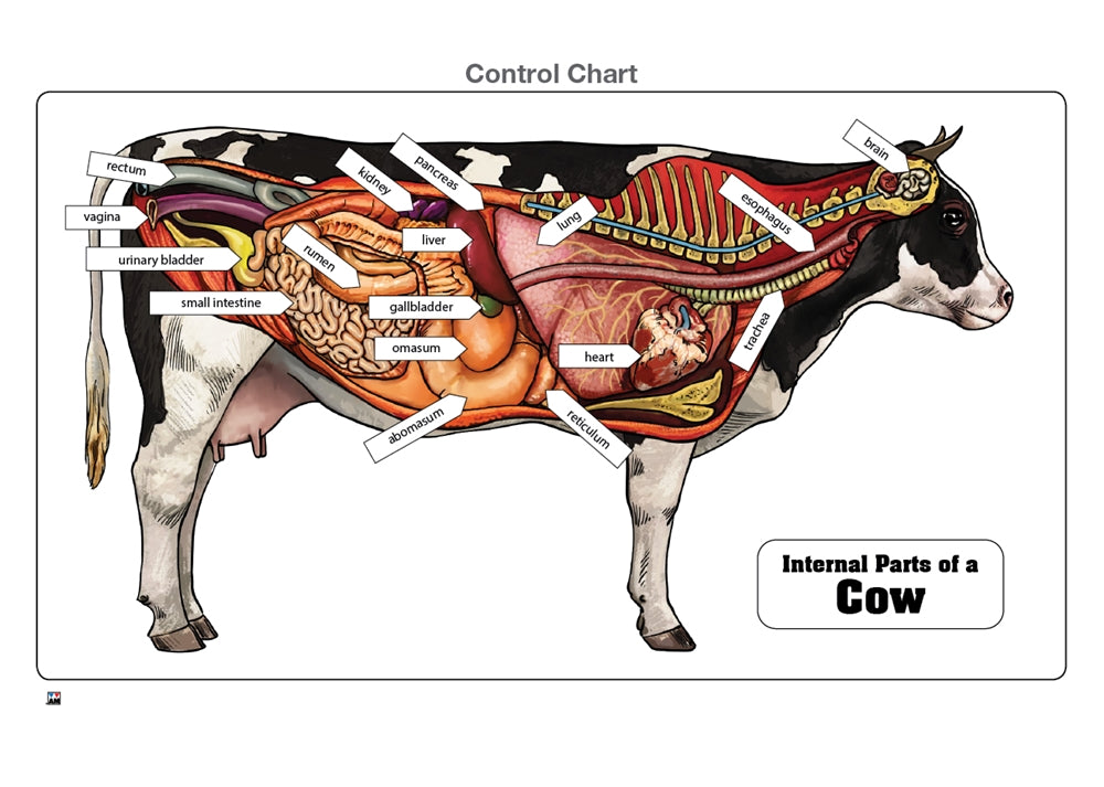 Internal Parts of a Cow Puzzle with Nomenclature Cards (3-6) (Printed)