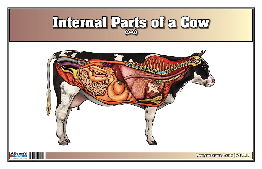 Internal Parts of a Cow Puzzle with Nomenclature Cards (3-6) (Printed)