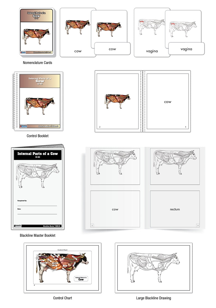 Internal Parts of a Cow Puzzle with Nomenclature Cards (3-6) (Printed)