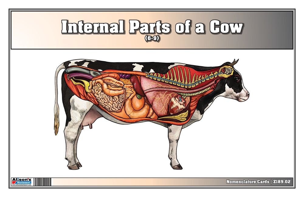 Internal Parts of a Cow Puzzle with Nomenclature Cards (6-9) (Printed)