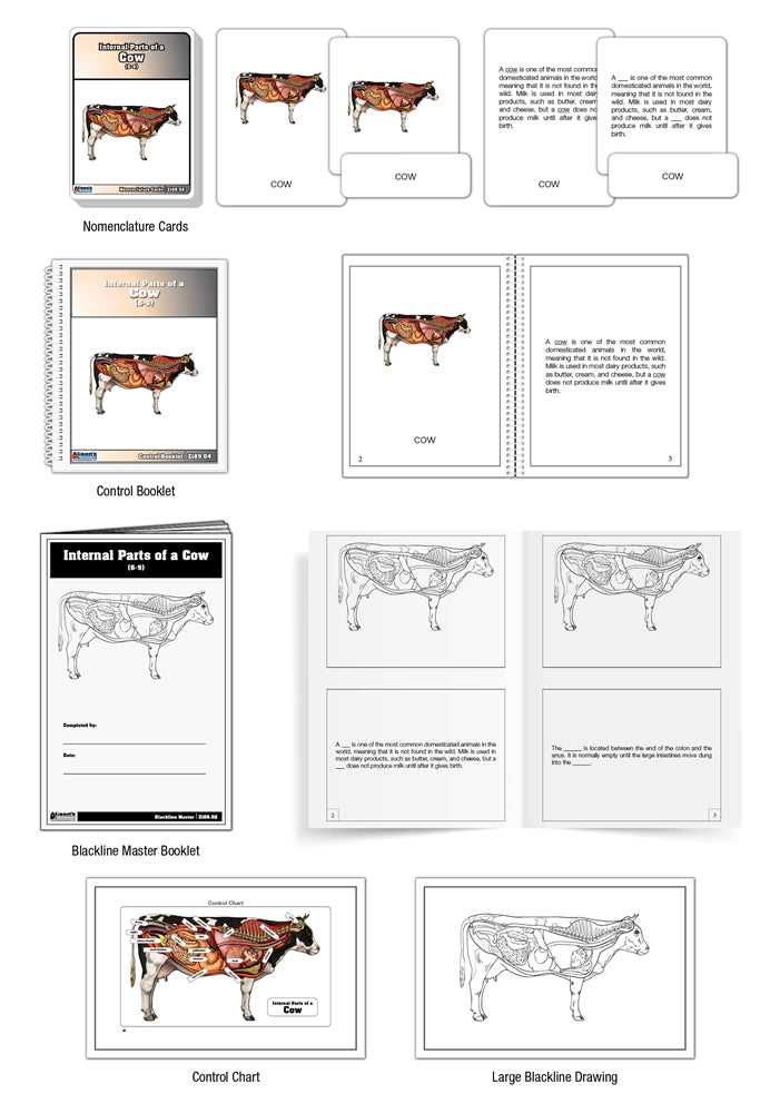 Internal Parts of a Cow Puzzle with Nomenclature Cards (6-9) (Printed)