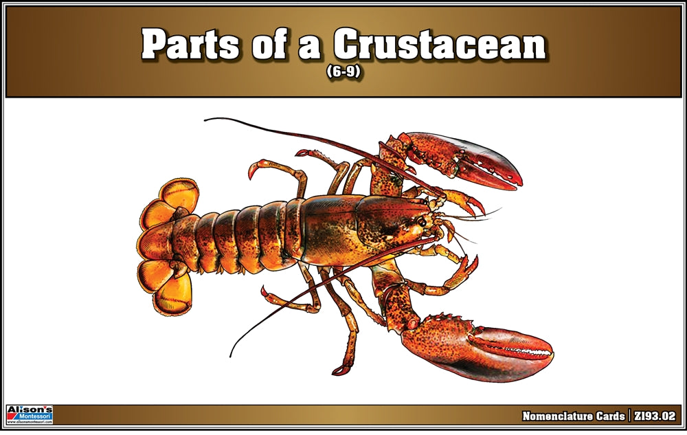 Parts of a Crustacean Nomenclature Cards (6-9) (Printed)