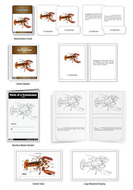 Parts of a Crustacean Nomenclature Cards (6-9) (Printed)