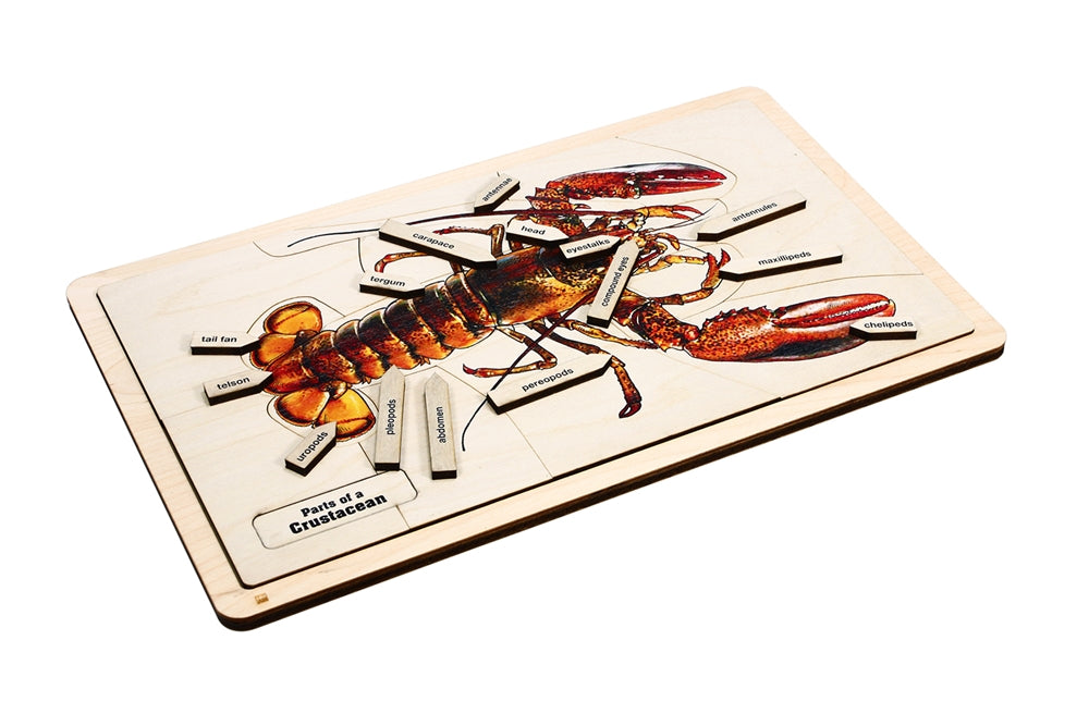 Parts of a Crustacean Puzzle with Nomenclature Cards (3-6) (Printed)