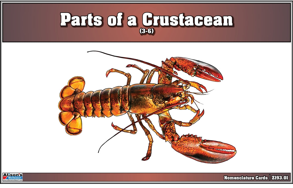 Parts of a Crustacean Puzzle with Nomenclature Cards (3-6) (Printed)