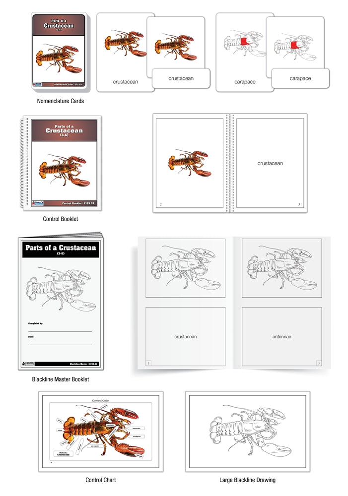 Parts of a Crustacean Puzzle with Nomenclature Cards (3-6) (Printed)