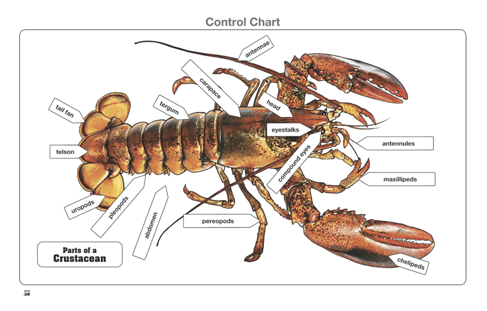 Parts of a Crustacean Puzzle with Nomenclature Cards (6-9) (Printed)